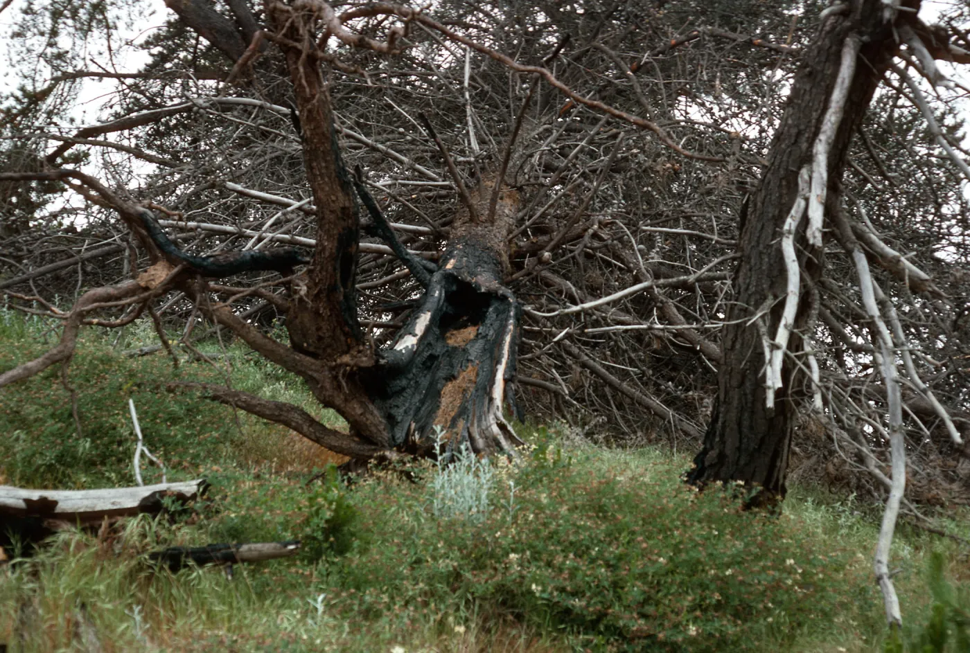 burn site of February 1987, East of Twin Harbor, Santa Cruz Island