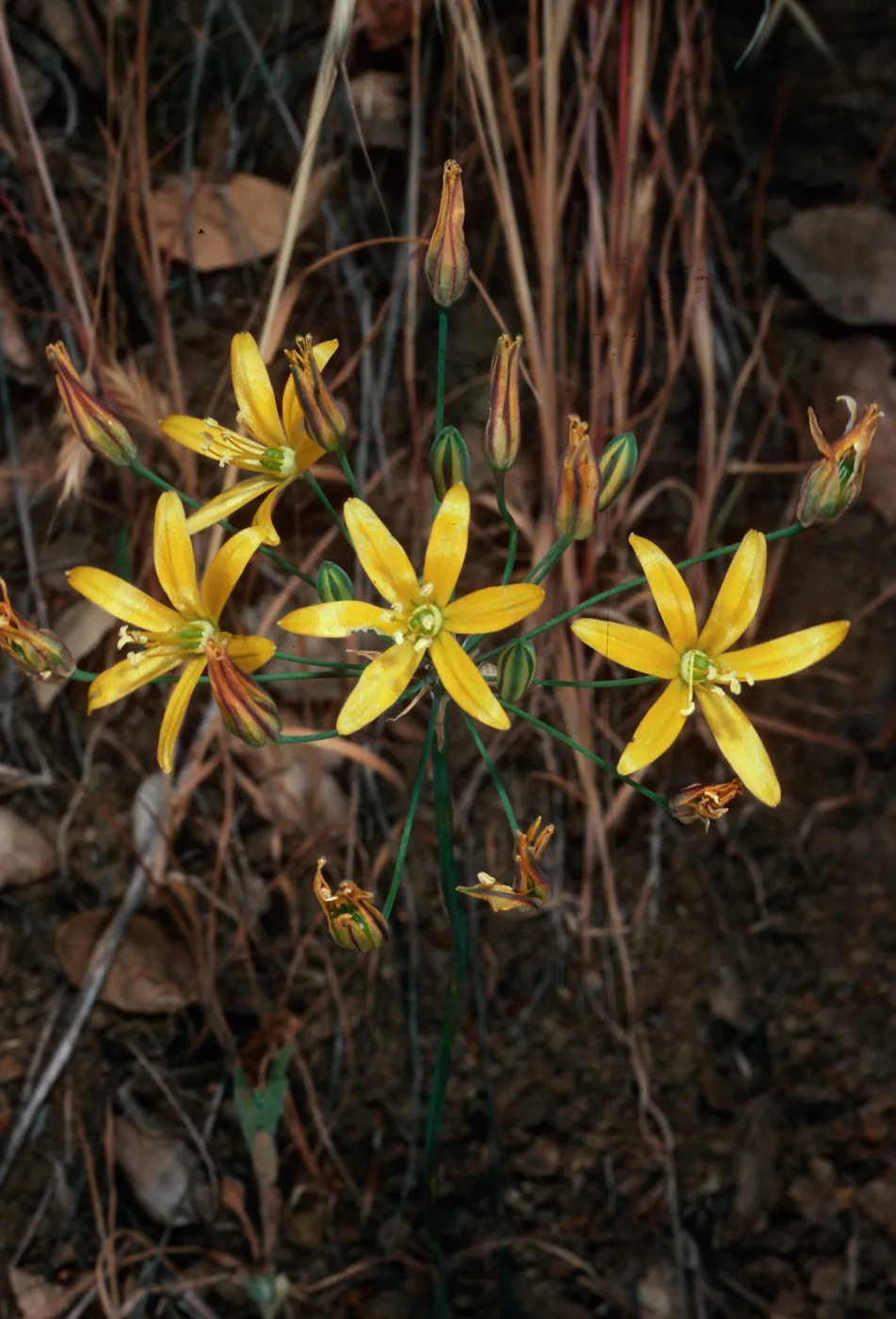 Bloomeria crocea, near field station, Santa Cruz Island