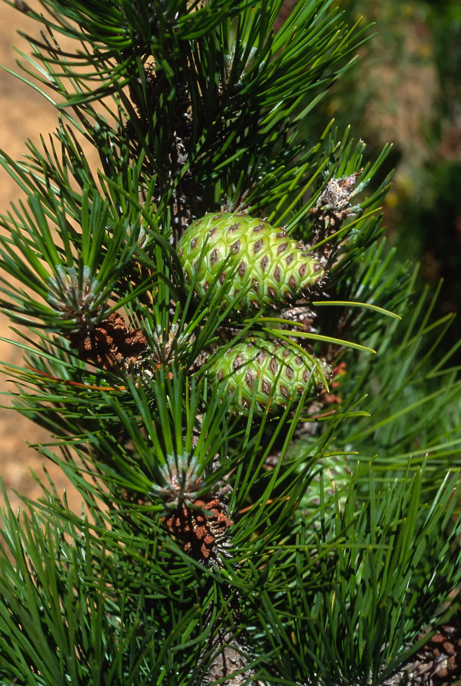 Pinus remorata, Christy Pines, Santa Cruz Island