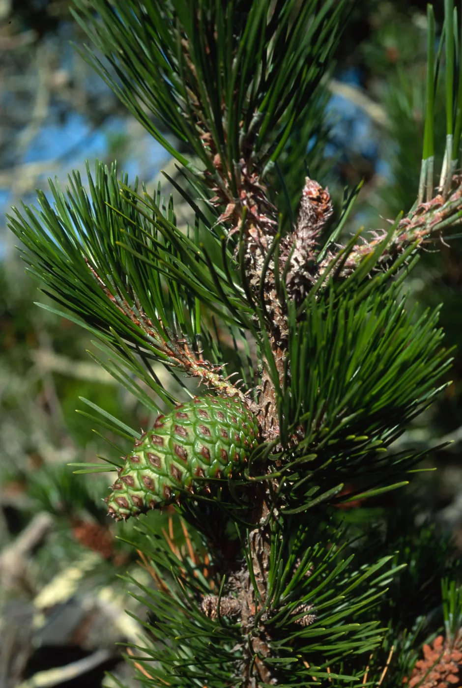 Pinus remorata, Christy Pines, Santa Cruz Island