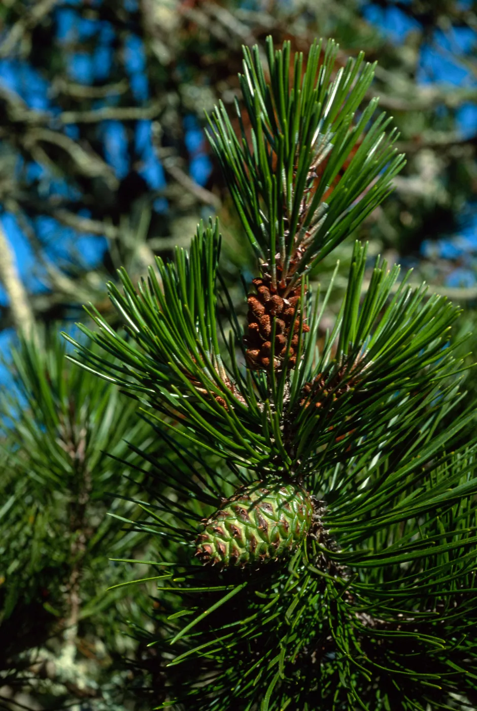 Pinus remorata, Christy Pines, Santa Cruz Island