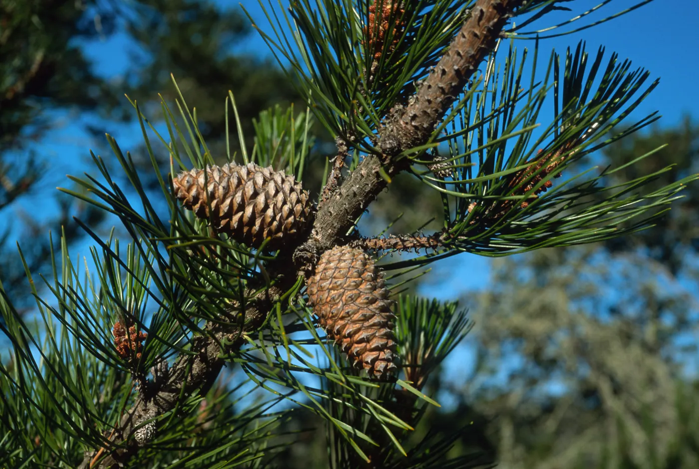 Pinus remorata, Christy Pines, Santa Cruz Island