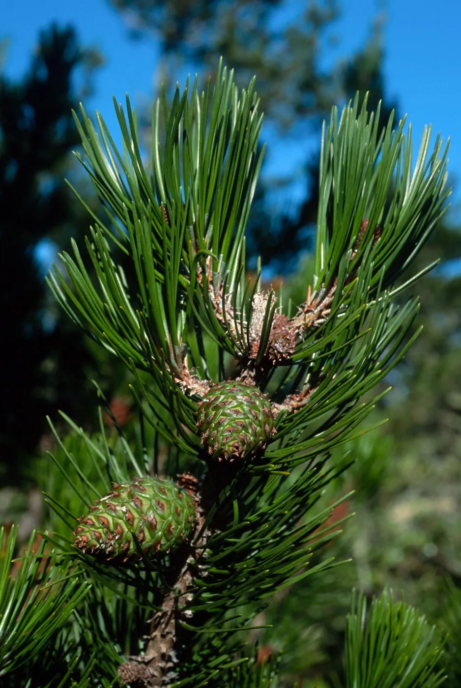 Pinus remorata, Christy Pines, Santa Cruz Island