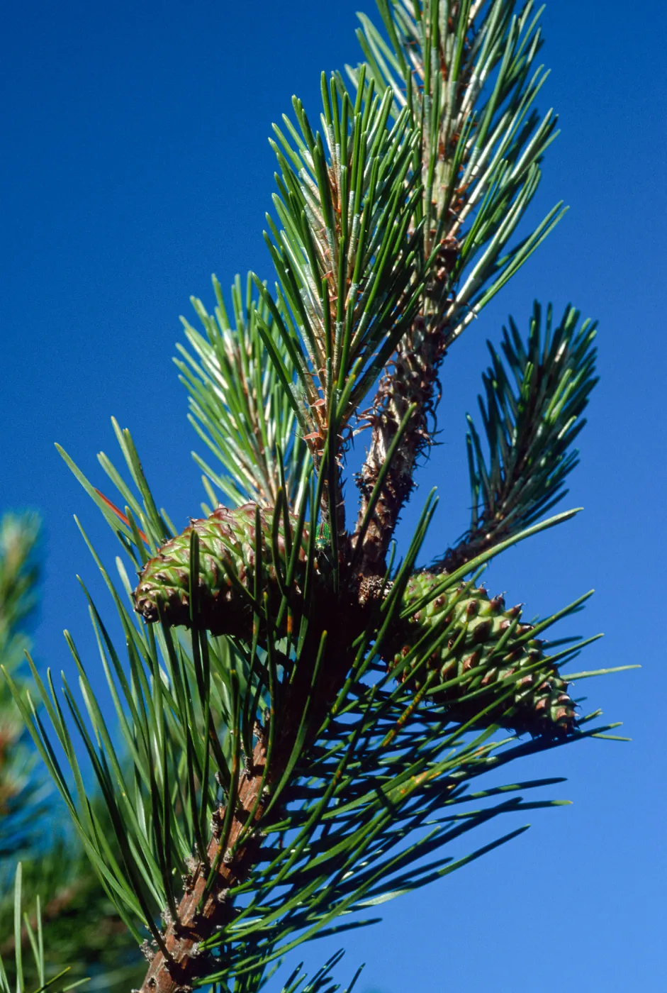 Pinus remorata, Christy Pines, Santa Cruz Island