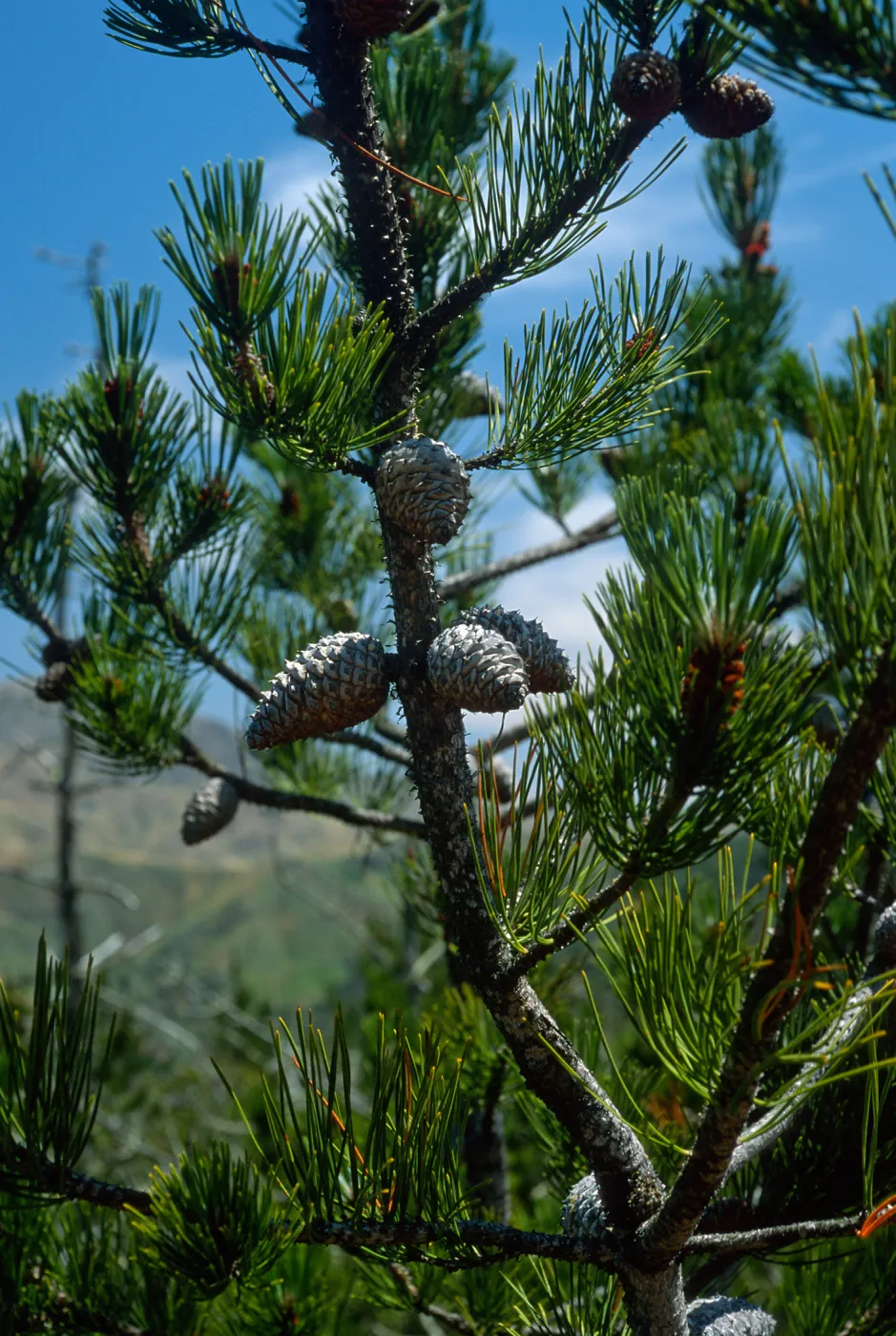 Pinus remorata, Christy Pines, Santa Cruz Island