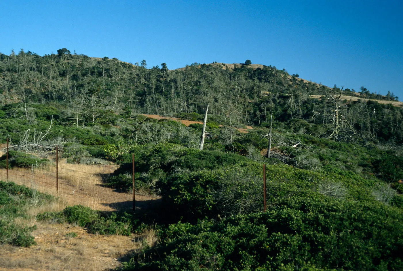Christy Pines, Santa cruz Island