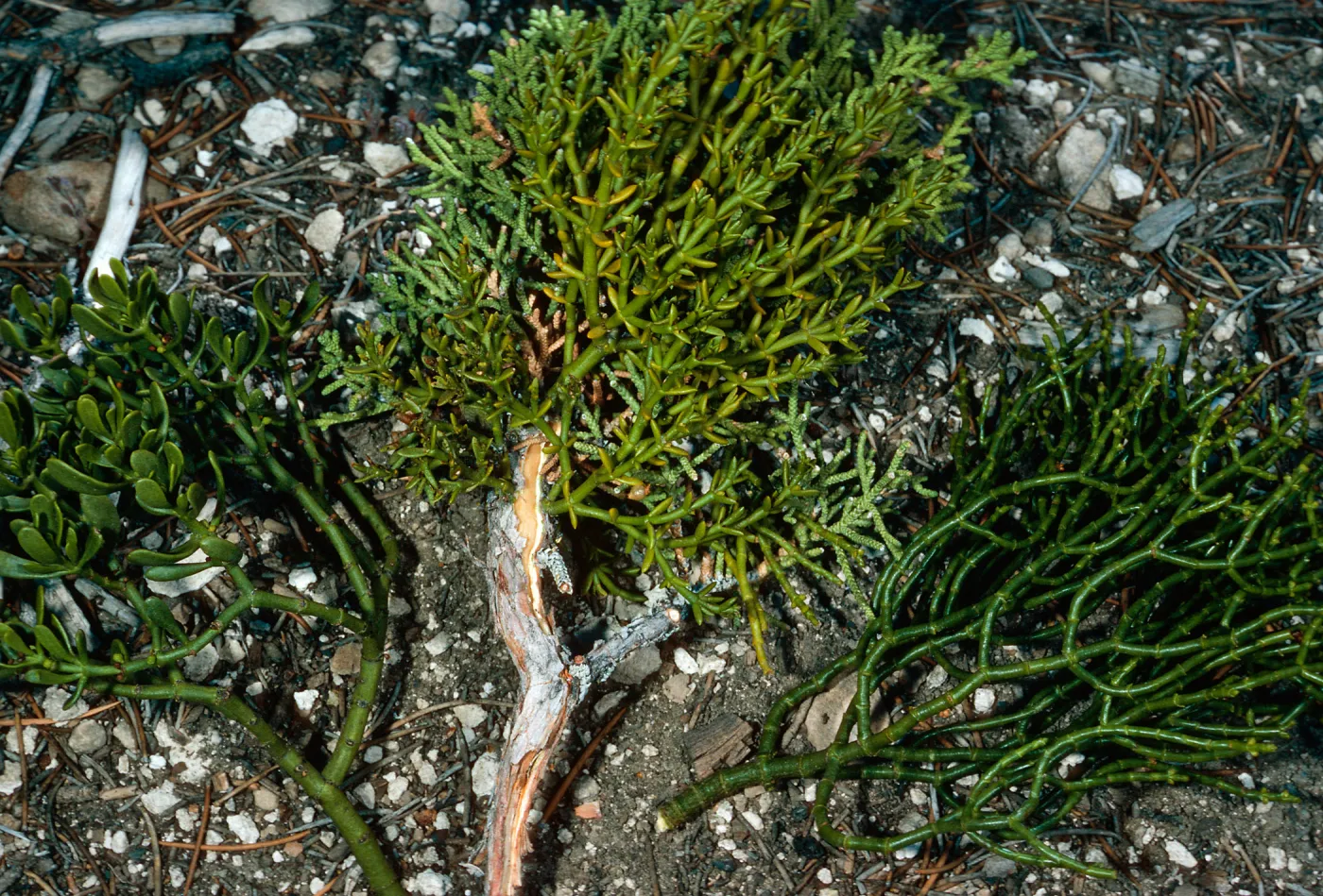 Phoradendron bolleanum (L) Hybrid (M juniperinum (R), North of Saline Valley, Northern Mojave Desert