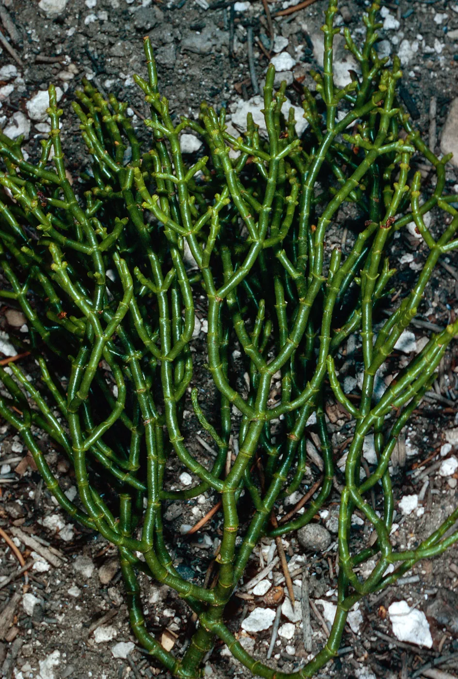 Phoradendron juniperinum, North of Saline Valley, Northern Mojave Desert