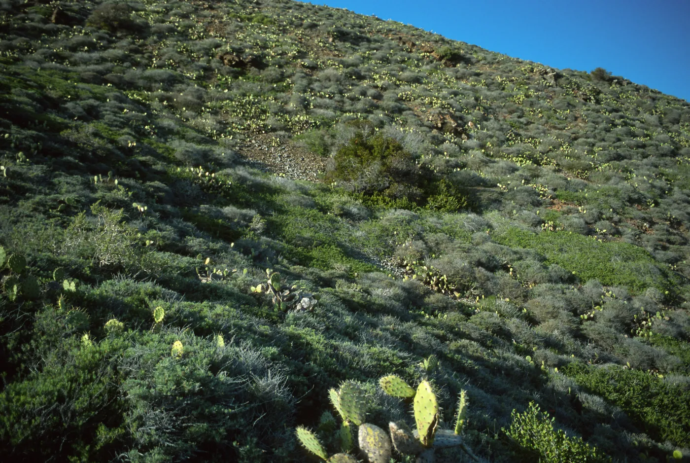 Prickly Pear cacti (Opuntia littoralis), coastal bluffs, Little Harbor, Santa Catalina Island