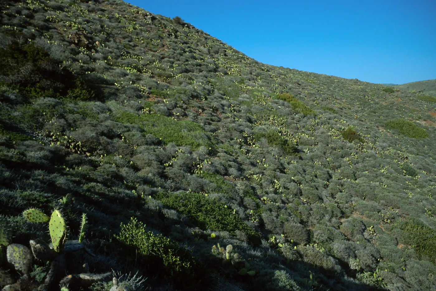 Prickly Pear cacti (Opuntia littoralis), coastal bluffs, Little Harbor, Santa Catalina Island