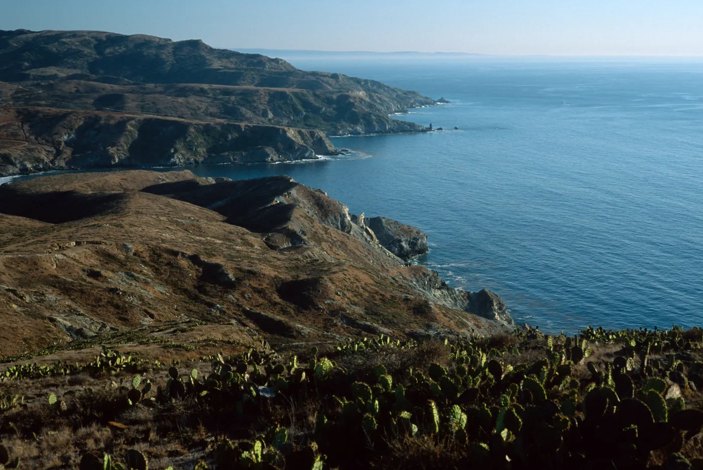 Prickly pear (Opuntia oricola in foreground), view of Little Harbor & vicinity, Santa Catalina Island
