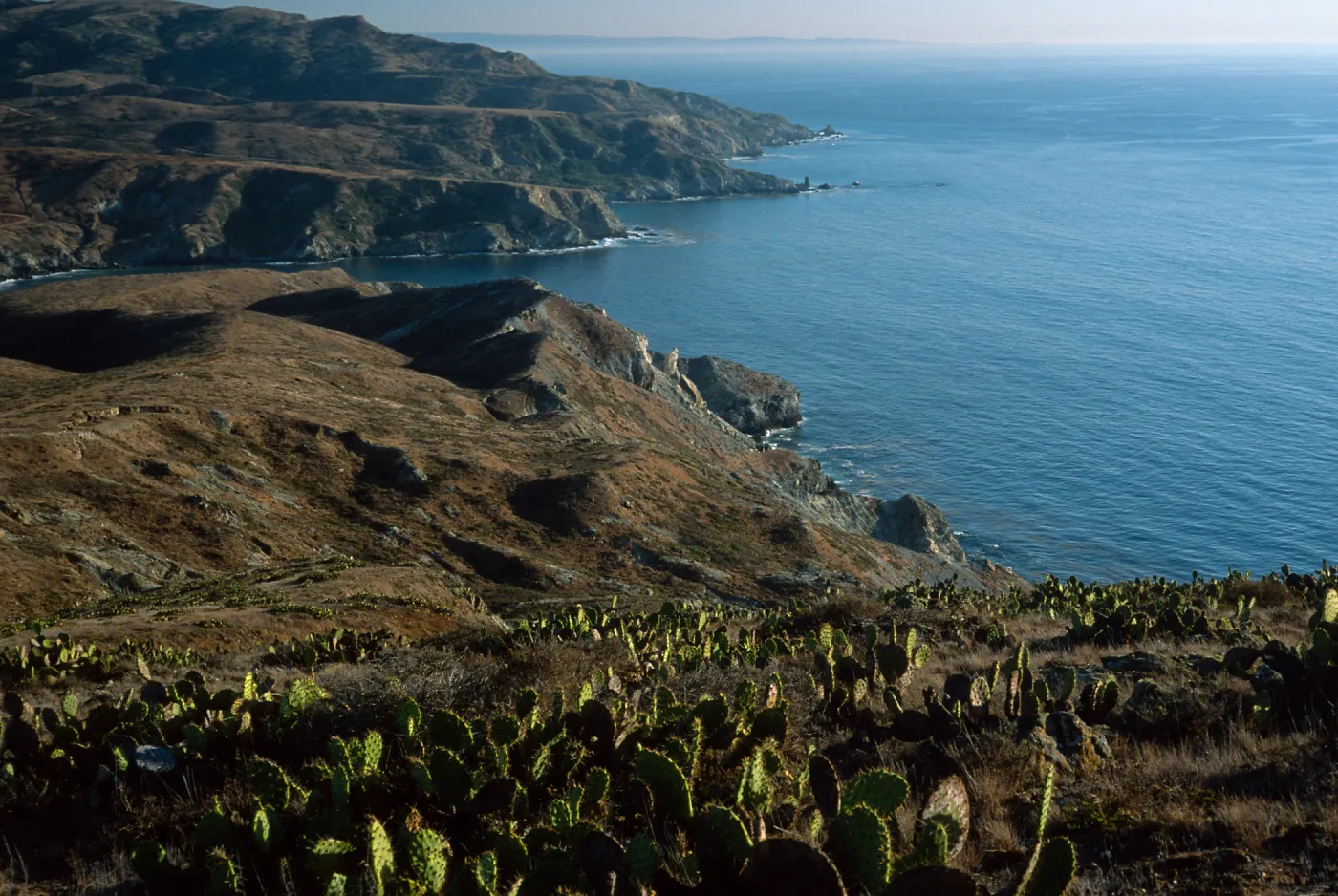 Prickly Pear (Opuntia littoralis in foreground), looking towards Little Harbor