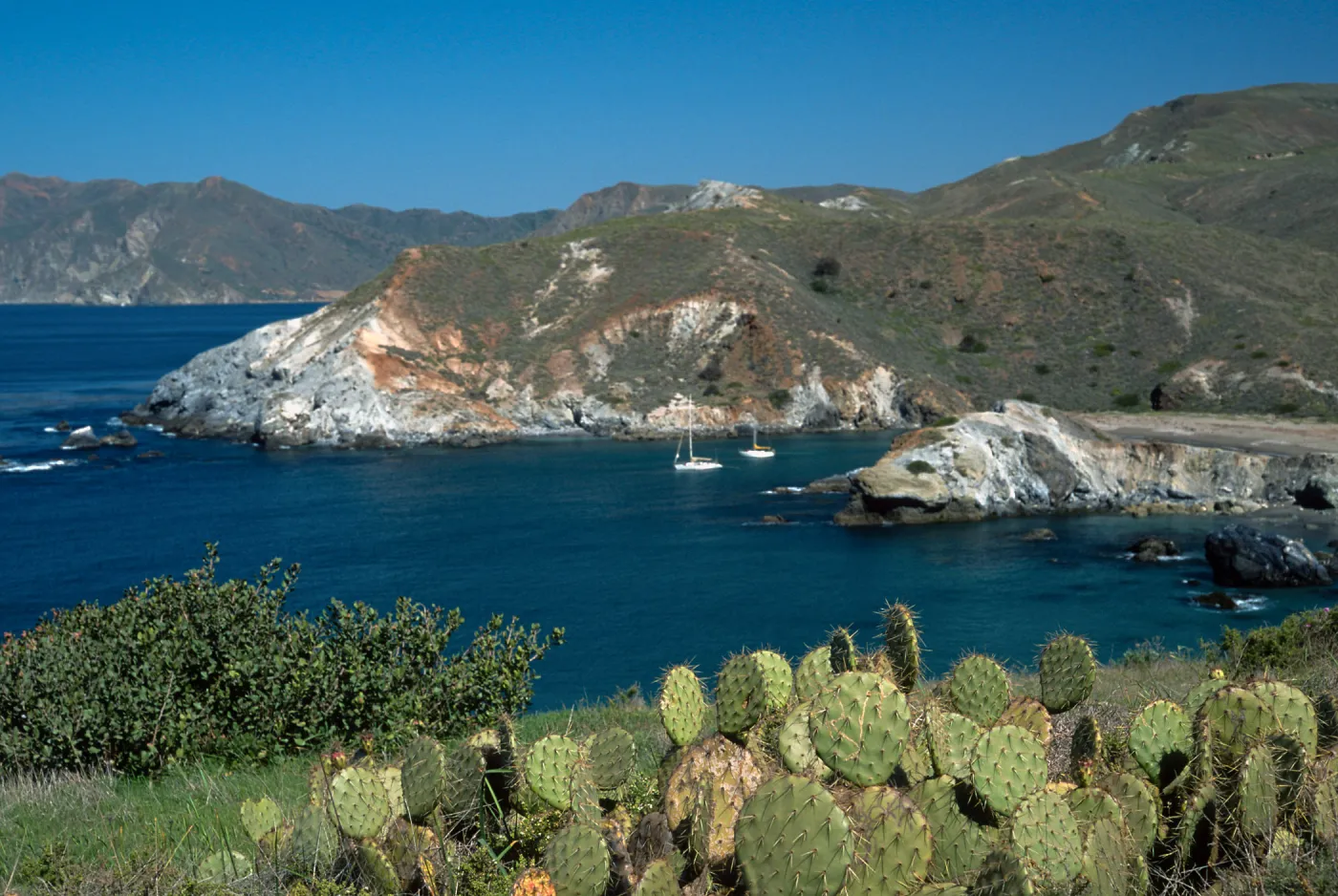 Prickly Pear (Opuntia oricola in foreground), Little Harbor,Santa Catalina Island