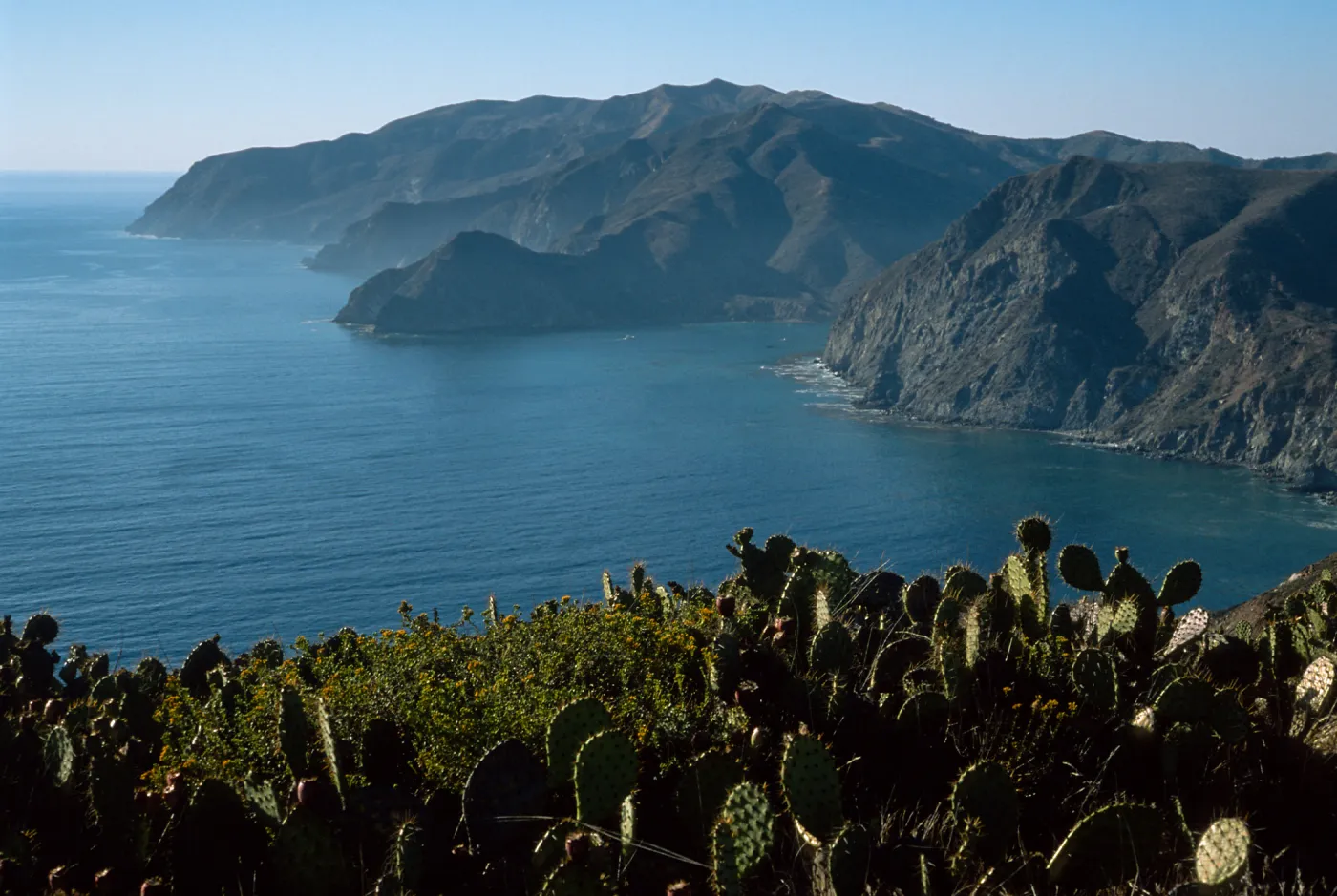Prickly Pear (Opuntia oricola in foreground), looking Northwest towards Catalina Harbor, Santa Catalina Island