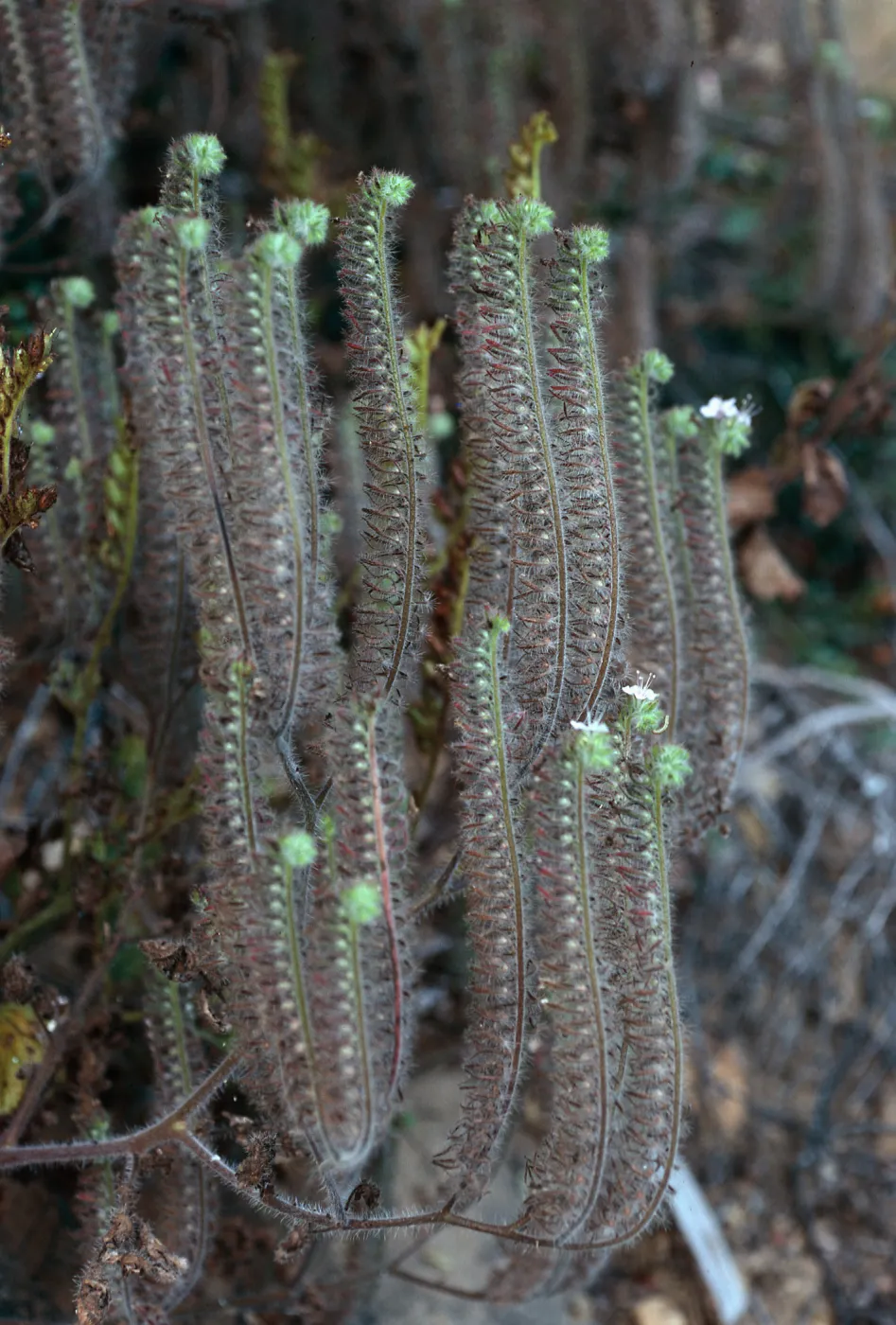 Phacelia cicutaria hispida, Tunnel Trail, Santa Barbara County