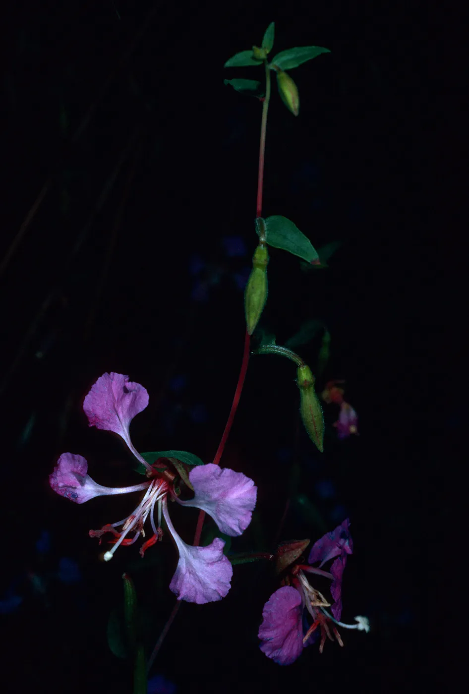 Clarkia unguiculata, Tunnel Trail, Santa Barbara County