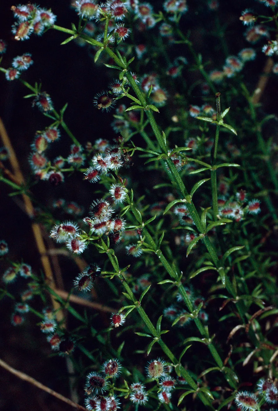 Galium angustifolium, Tunnel Trail, Santa Barbara County