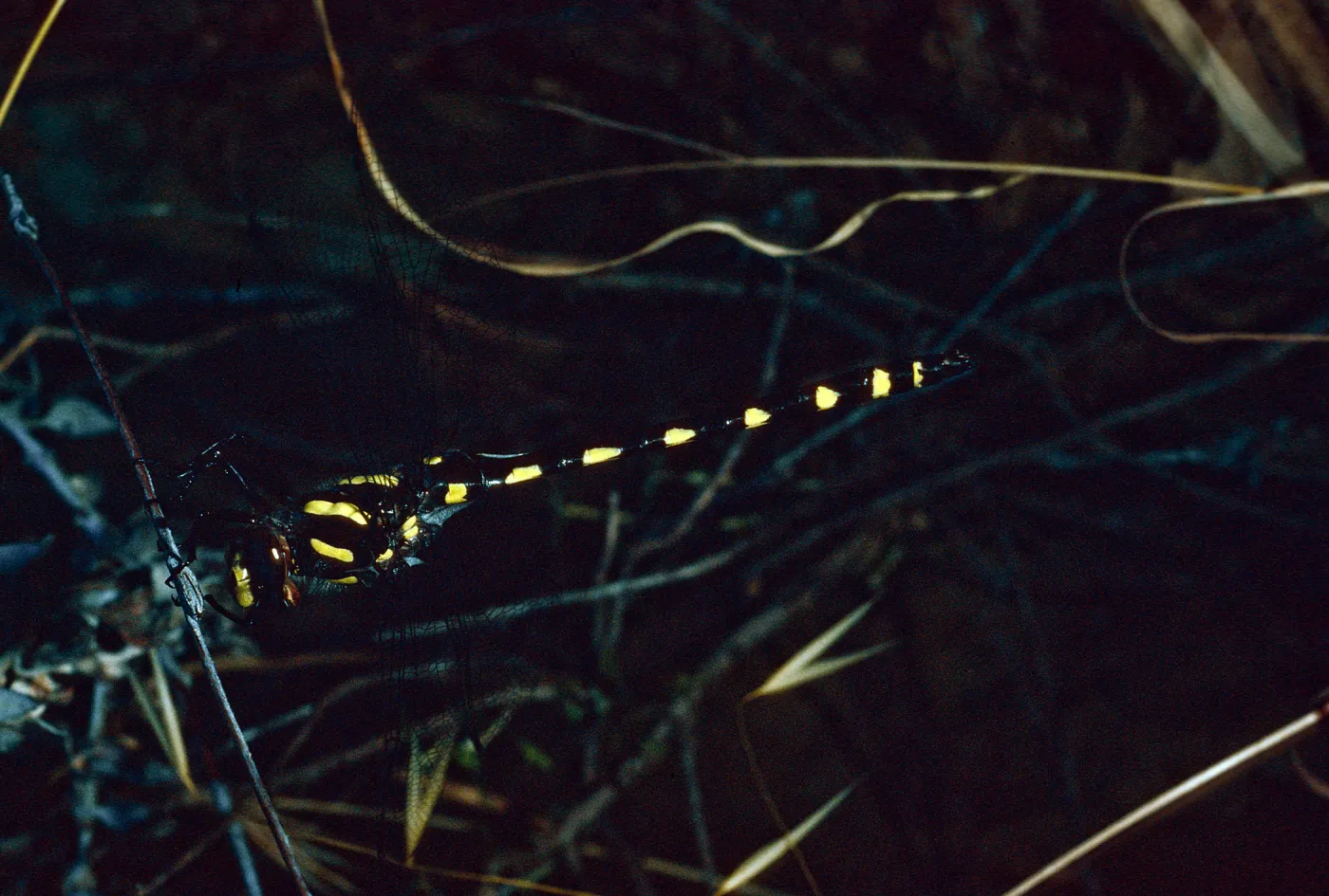 Dragonfly, Tunnel Trail, Santa Barbara County