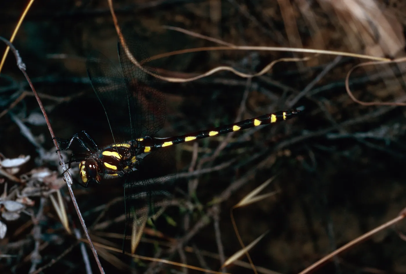 Dragonfly, Tunnel Trail, Santa Barbara County