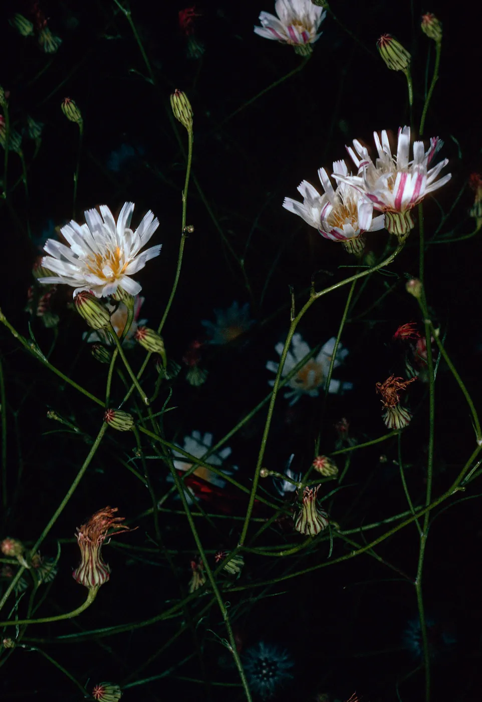 Malacothrix saxatiis tenuifolia, Tunnel Trail, Santa Barbara County