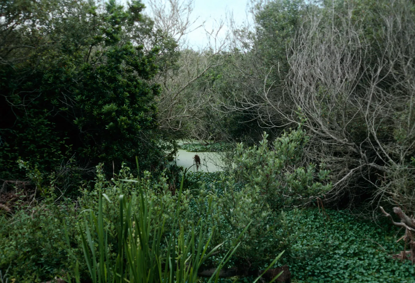 San Antonio Creek, Vandenberg AFB