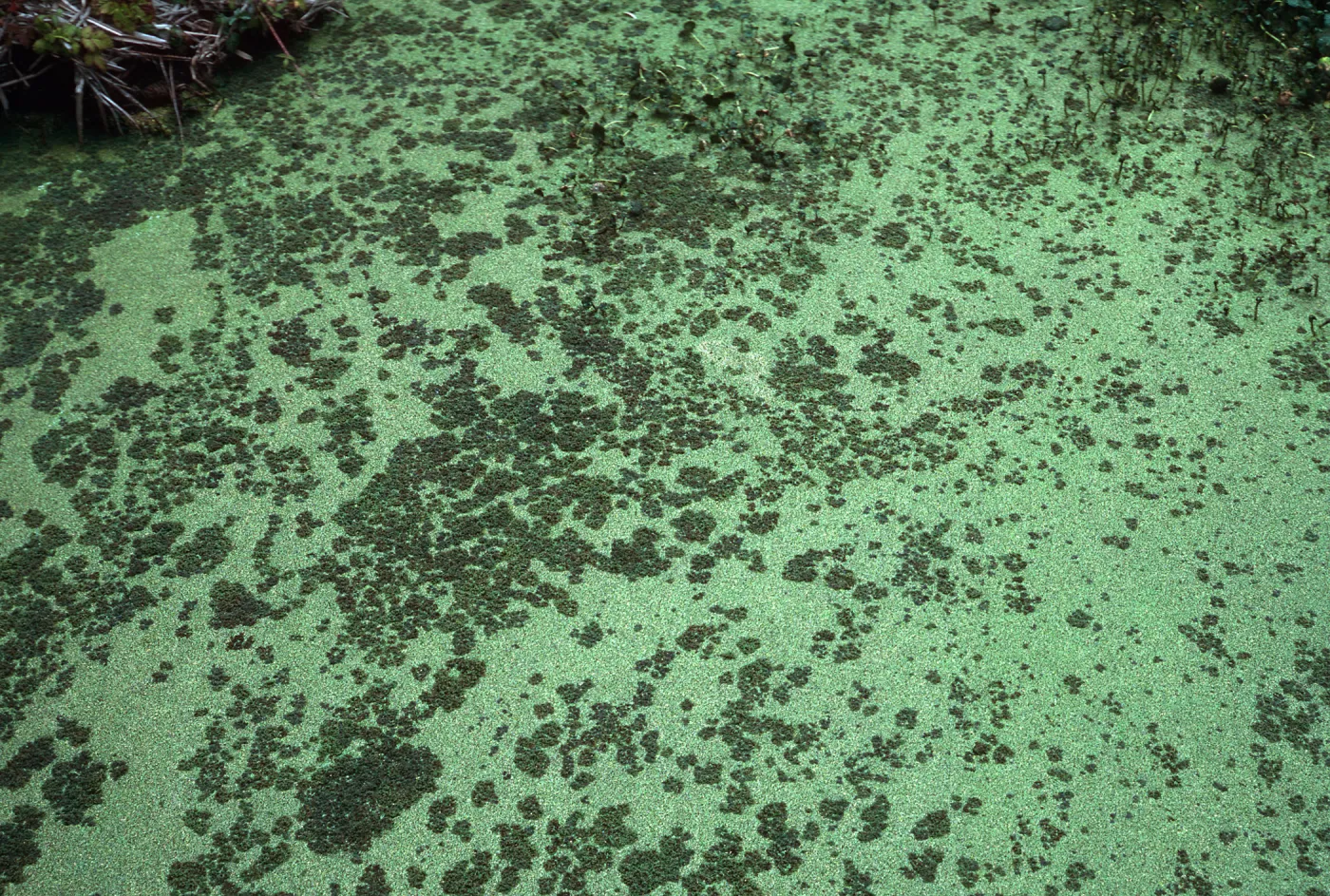 Azolla, San Antonio Creek, Vandenberg AFB