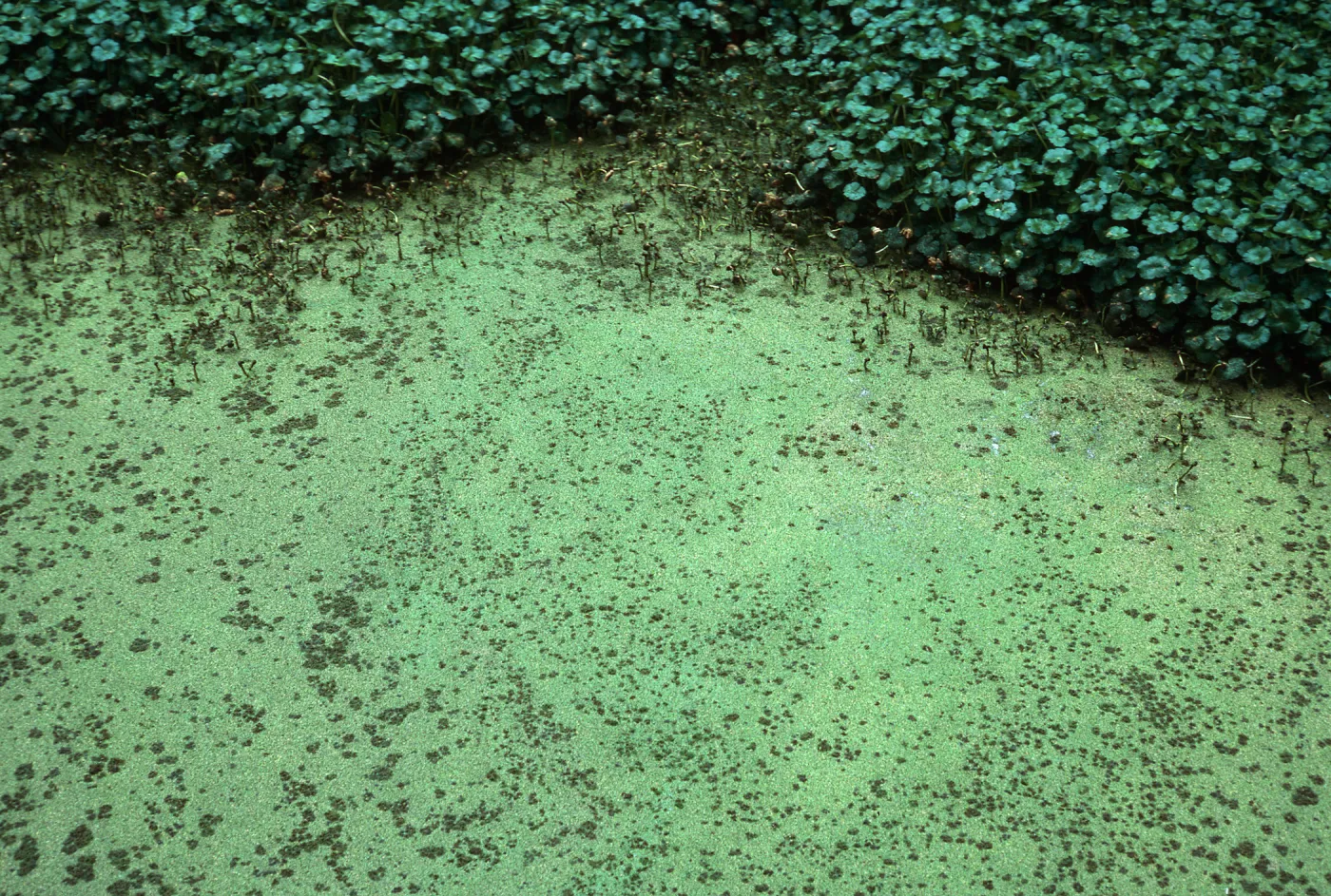 Azolla, San Antonio Creek, Vandenberg AFB