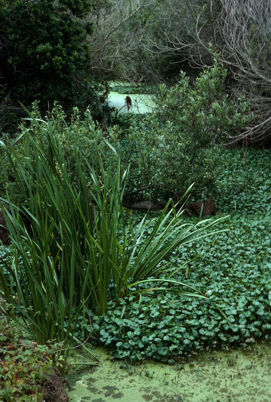 Sparganium, San Antonio Creek, Vandenberg AFB