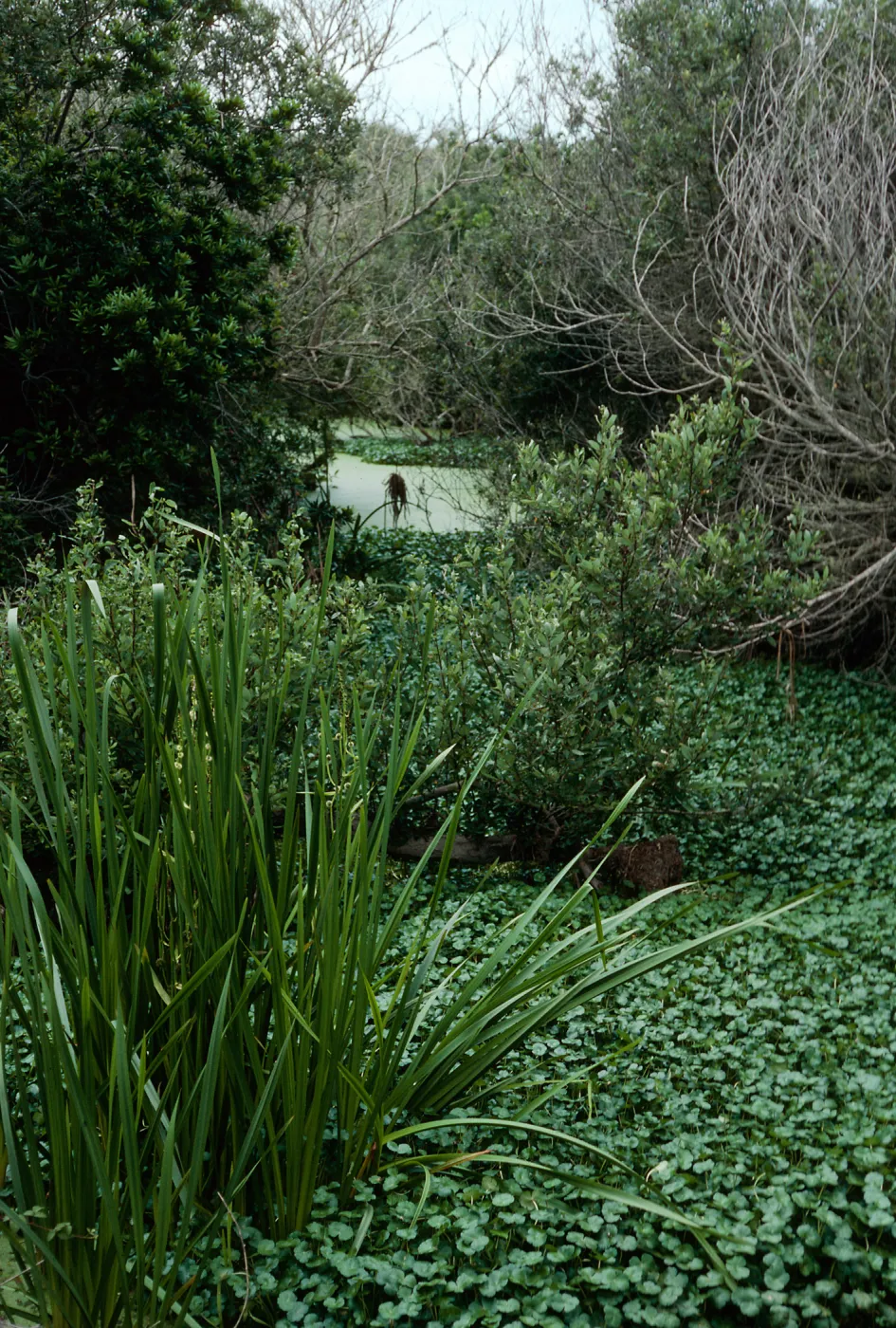 Sparganium, San Antonio Creek, Vandenberg AFB
