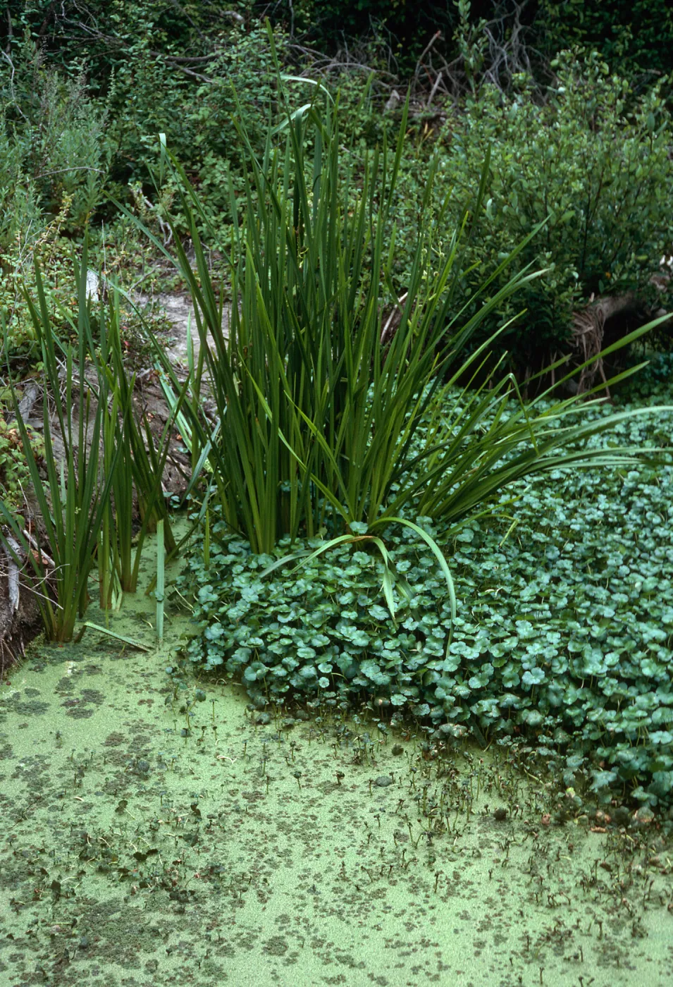 Sparganium, San Antonio Creek, Vandenberg AFB