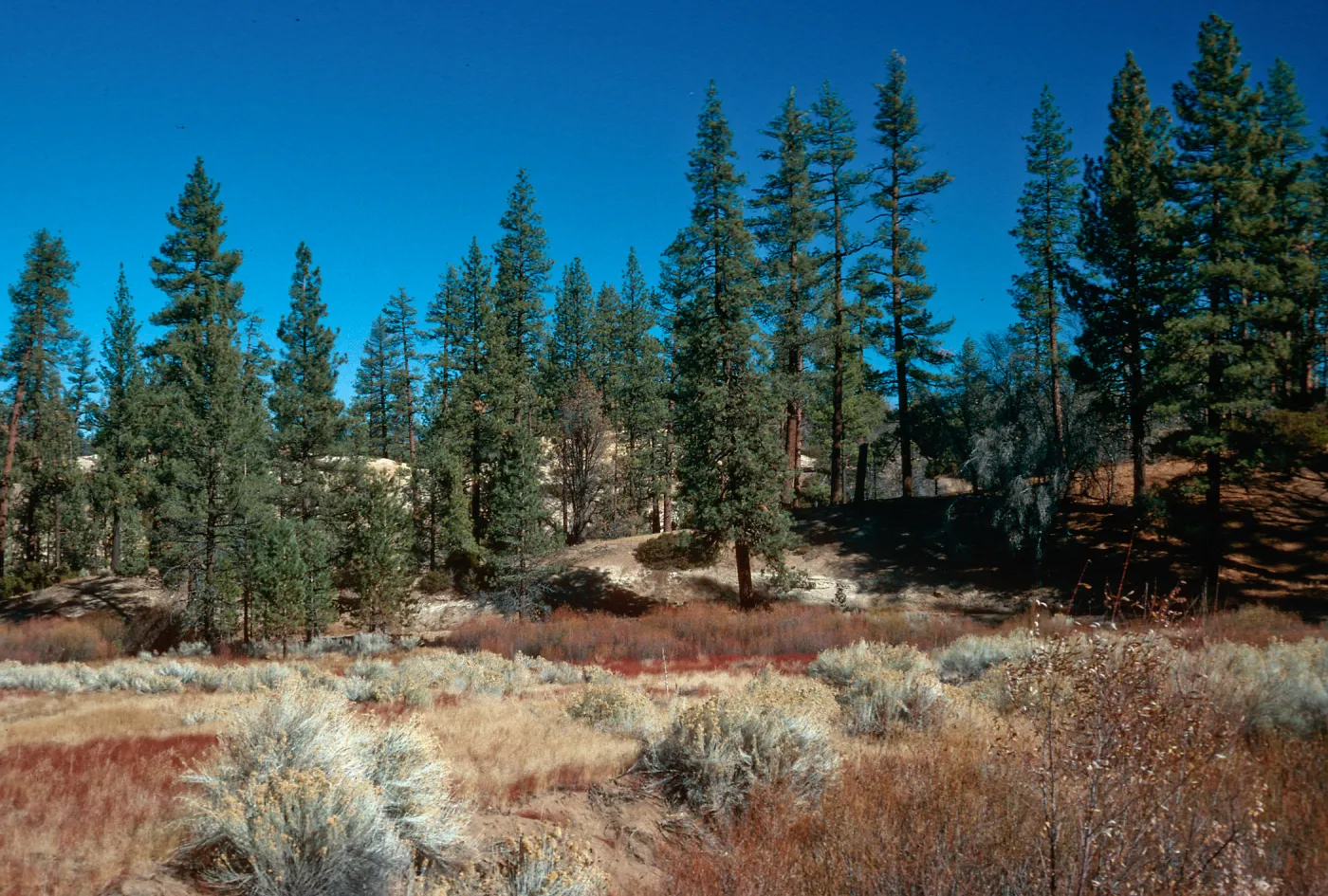 Thorn Meadows, Los Padres National Forest