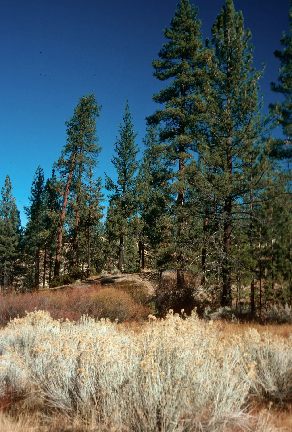 Thorn Meadows, Los Padres National Forest