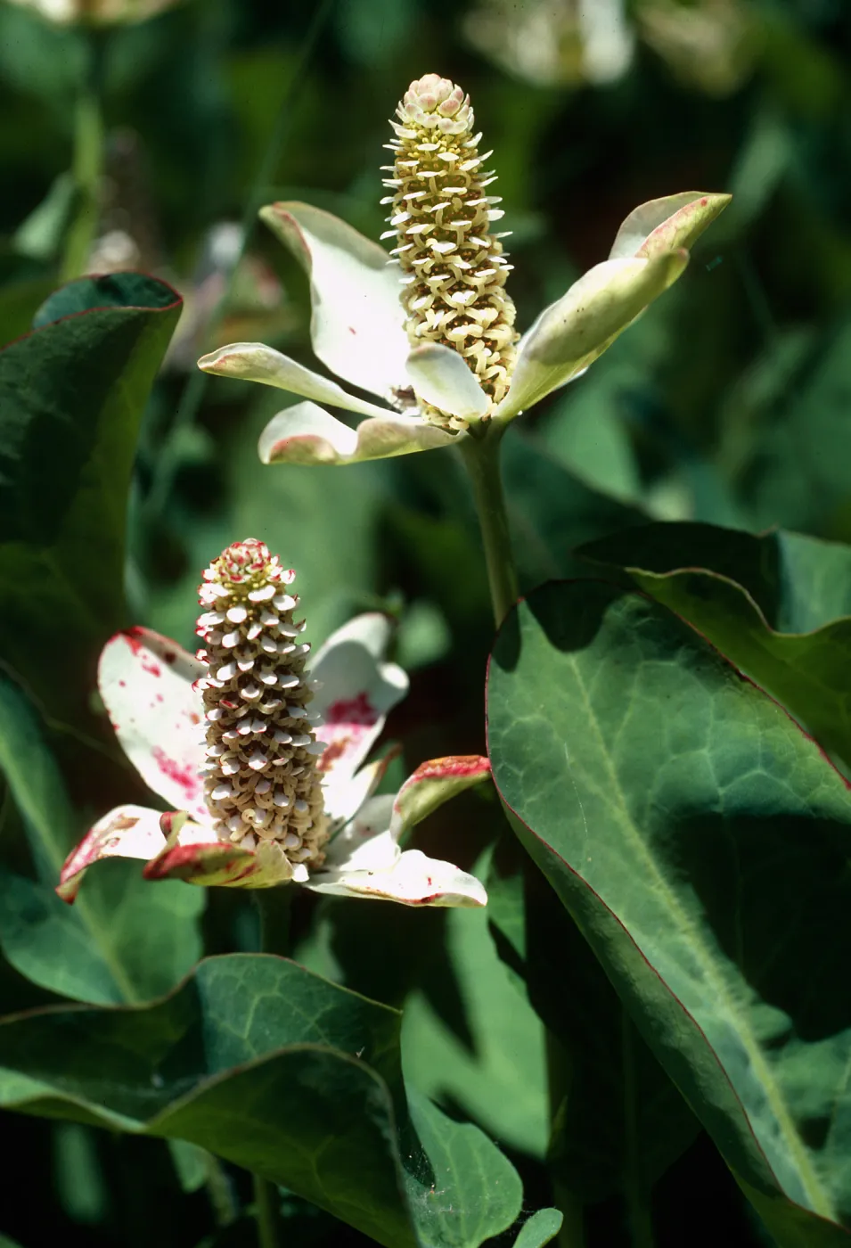 Anemopsis, Yerba Mansa, Prisoners Harbor, Santa Cruz Island