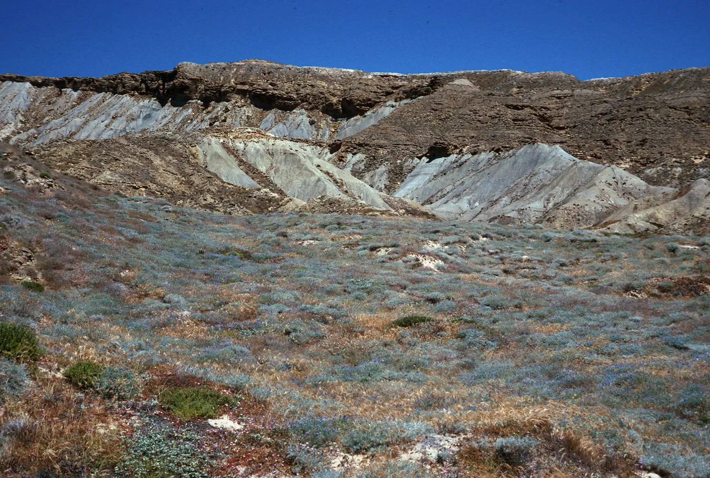Lupine Scrub, South side, drop-off road, San Nicolas Island