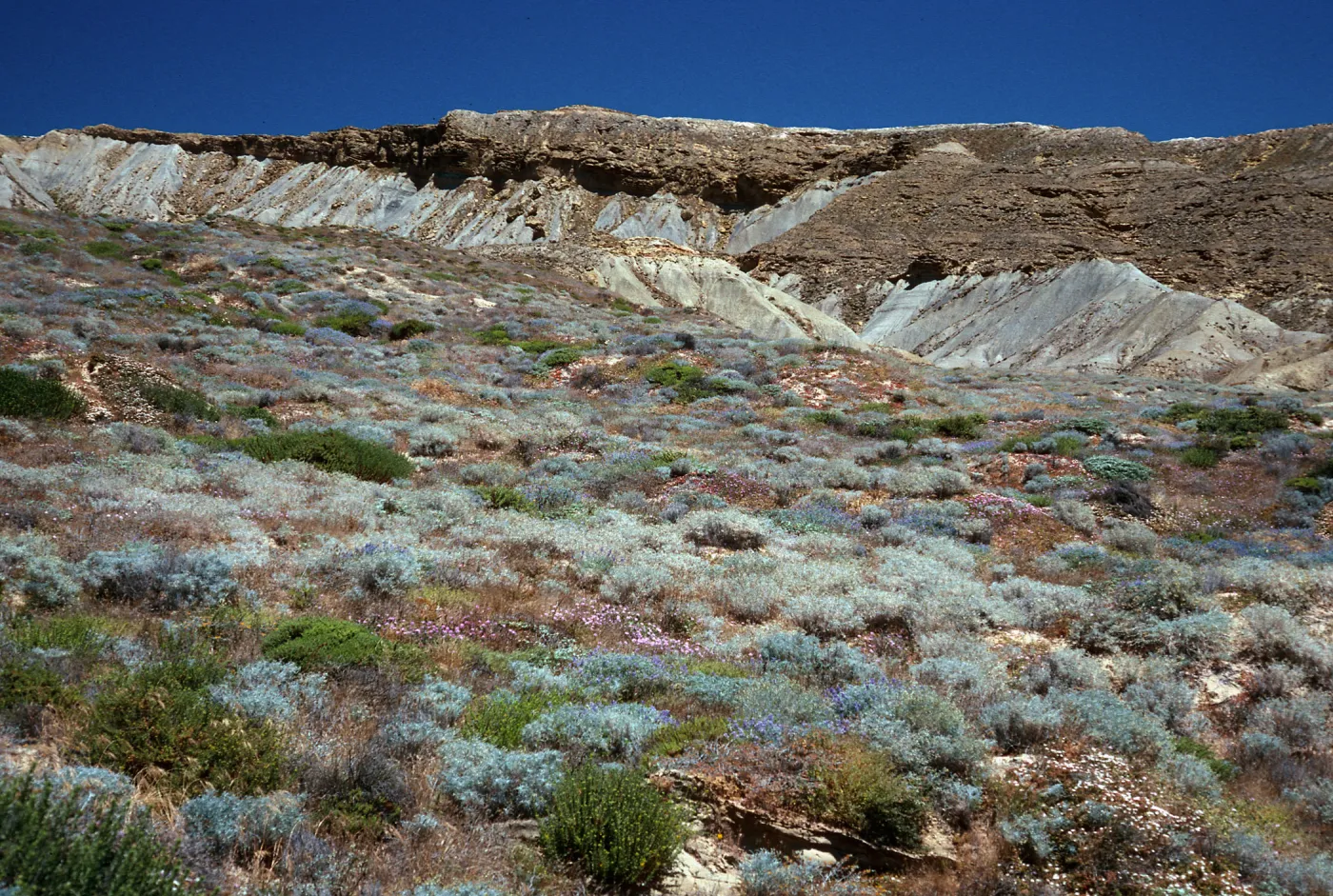 Lupine Scrub, South side, drop-off road, San Nicolas Island