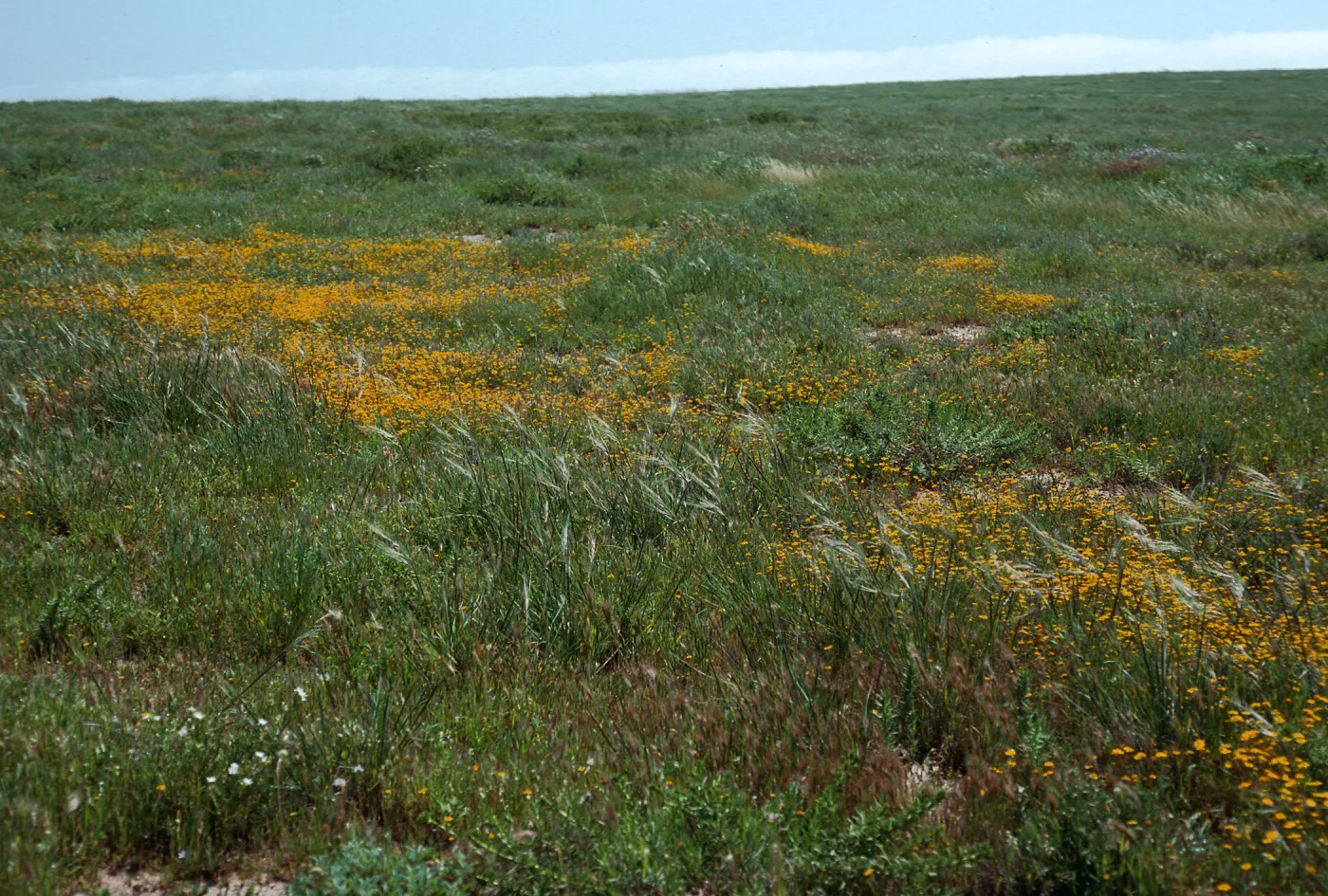 Stipa pulchra, mesa, West of Building 121/137, San Nicolas Island