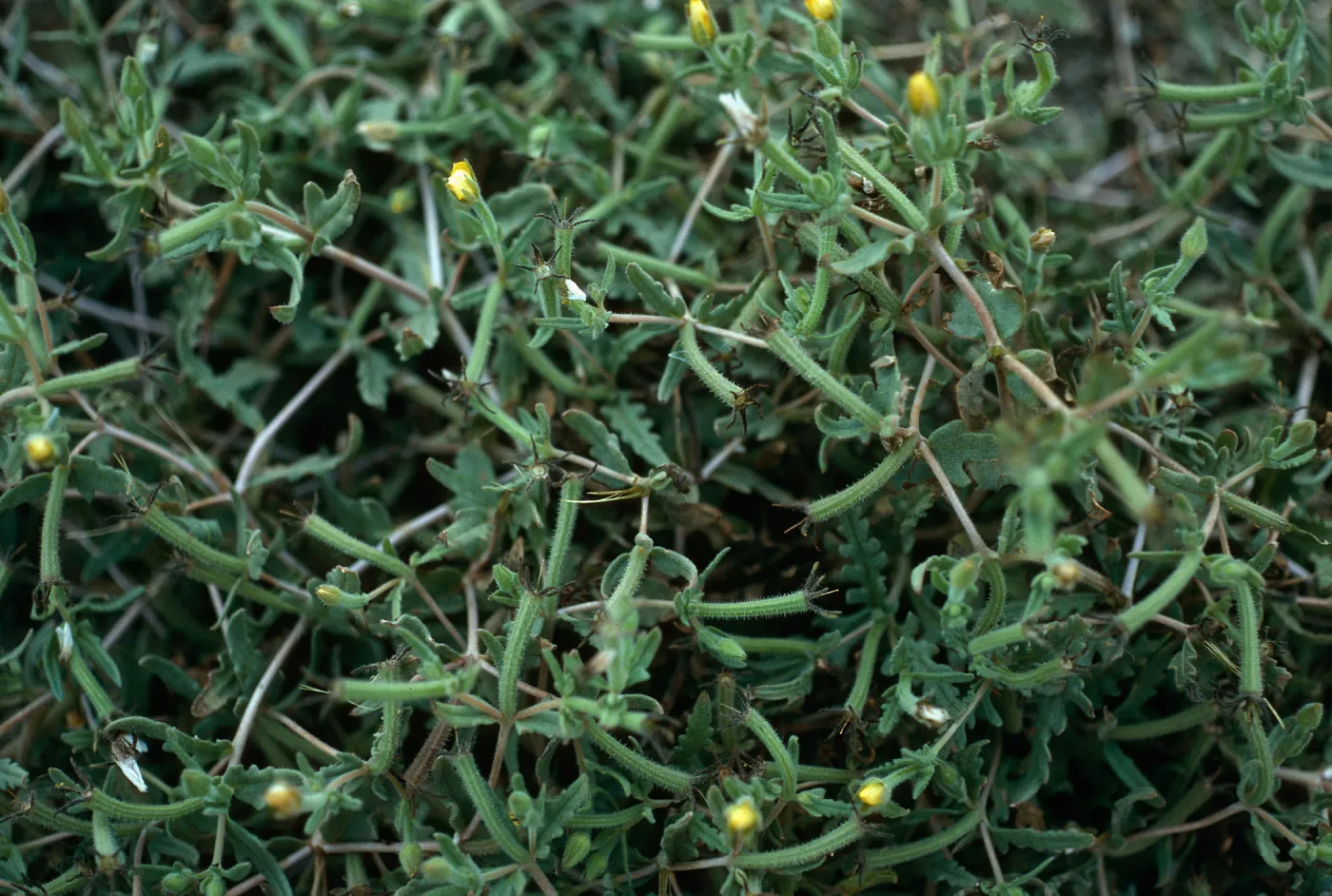Mentzelia affinis, ridge on East side of Grand Canyon, San Nicolas Island