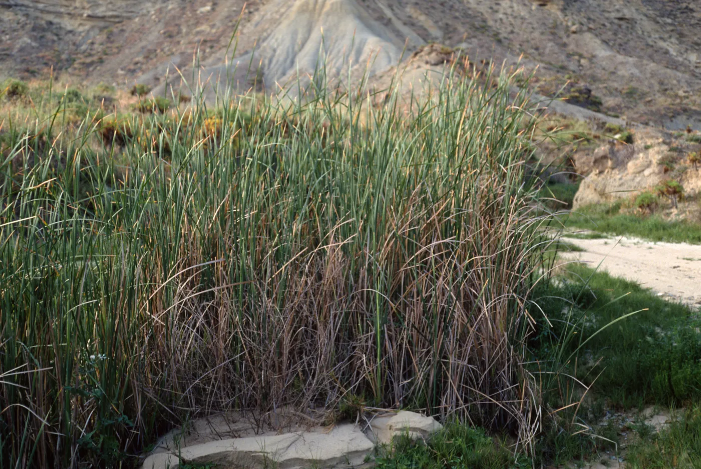Typha domingensis, lower Twin Rivers, San Nicolas Island
