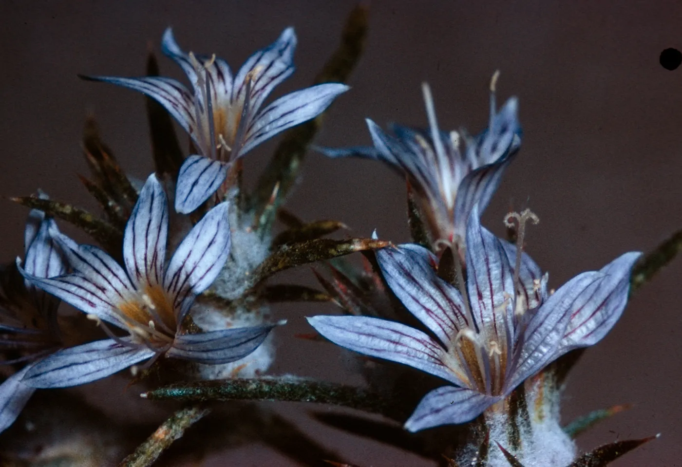 Eriastrum filifolia (Hugelia filifolia), Borrego, slide is duplicate