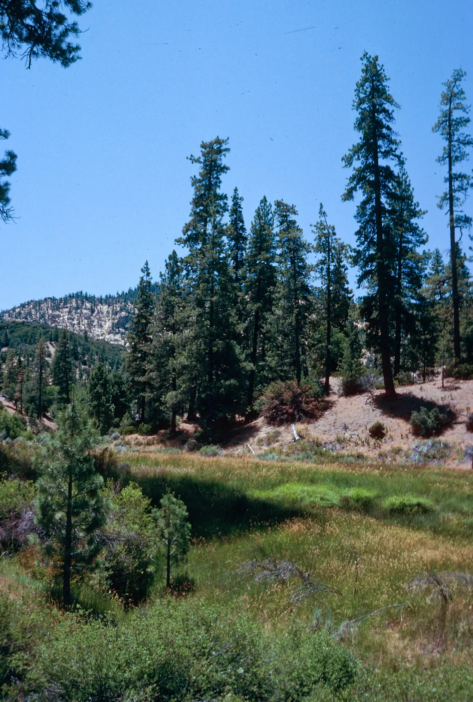 Yellowjacket Campground, Sierra Nevada