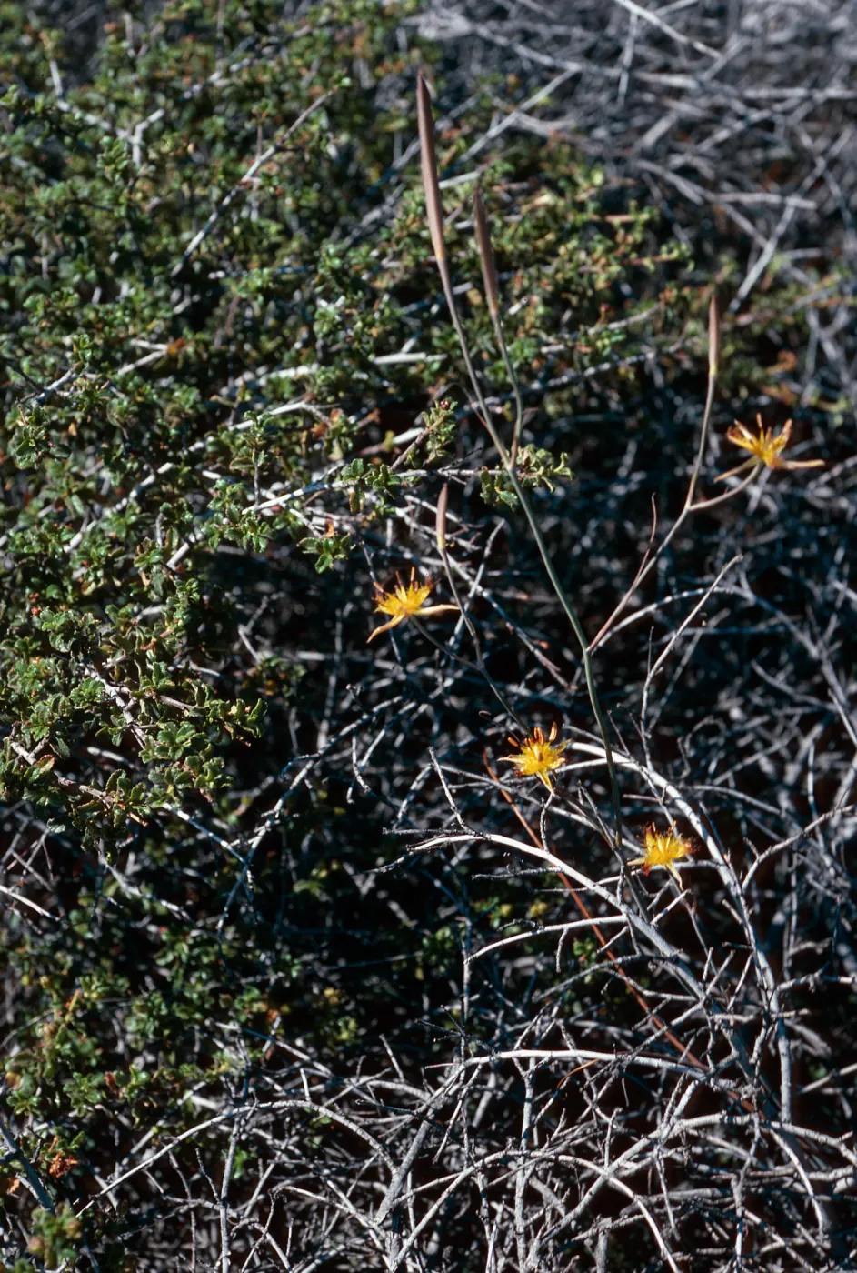 Calochortus obispoensis, Cuesta ridge, San Luis Obispo County