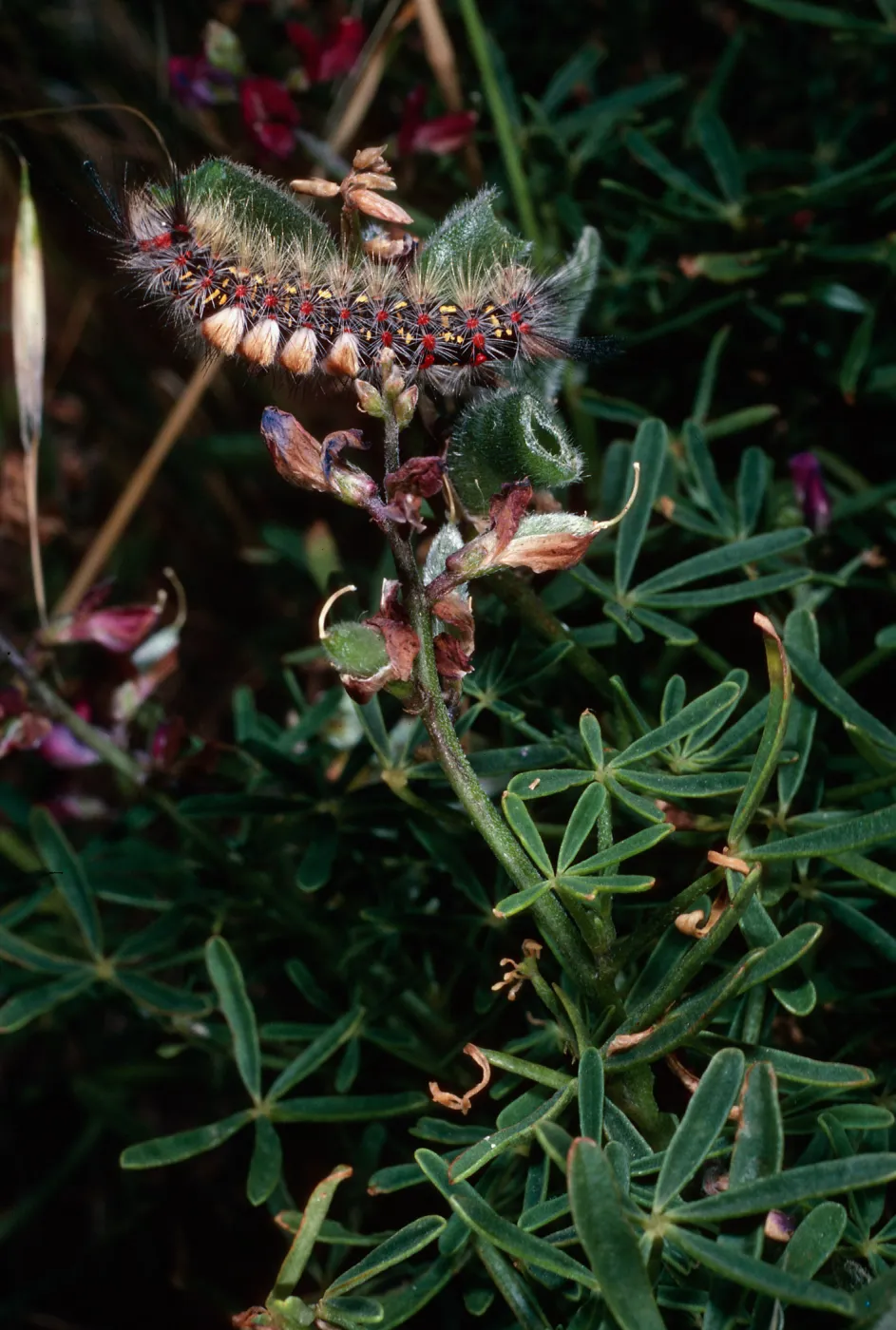 caterpillar (Orygia vestusta), on Lupinus truncatus, above Sheep Camp