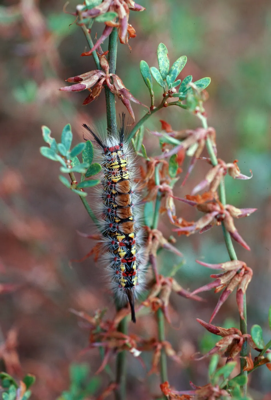 caterpillar on Lotus scoparius, West Tussock moth (Orgyia wetusta), West end of West Anacapa