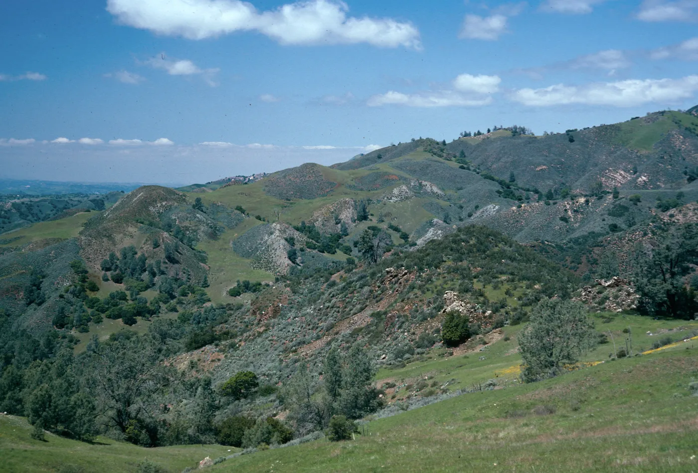 Pinus sabiniana, Coastal Sage, Grassland, Figueroa Mountain Road, Santa Barbara County