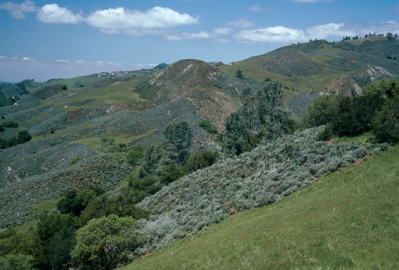Pinus sabiniana, Coastal Sage, Grassland, Figueroa Mountain Road, Santa Barbara County