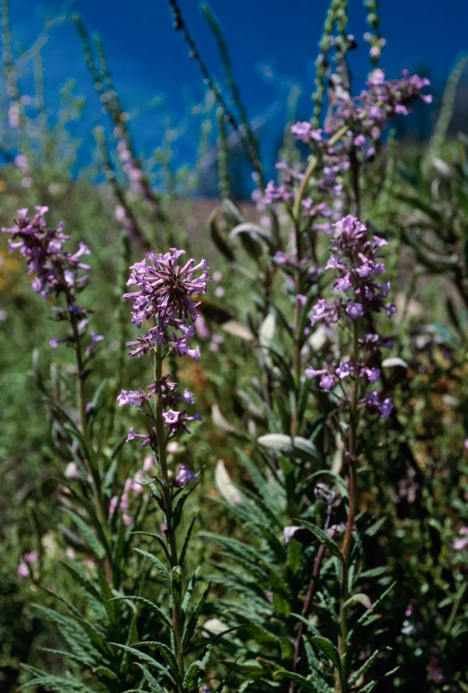 Turricula parryi, Hwy 33