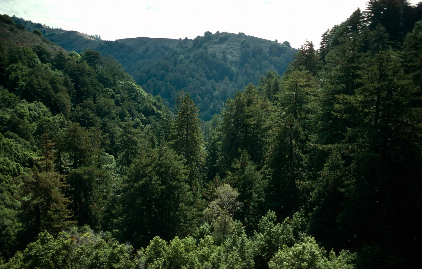 Coast redwoods, Big Creek Reserve, from above Brunnette Cabin, Monterey County