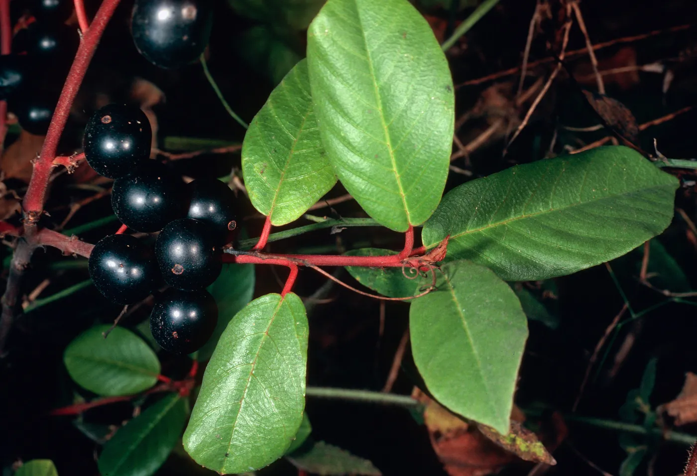 Rhamnus californica (Coffeeberry), Salmon Creek, Monterey County