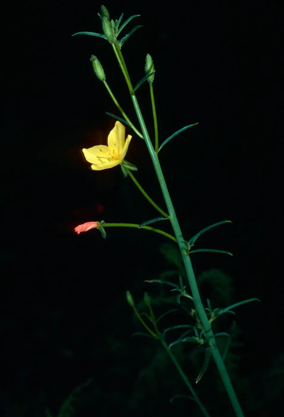 Camissonia californica, East Jesusita Trail, Santa Barbara County