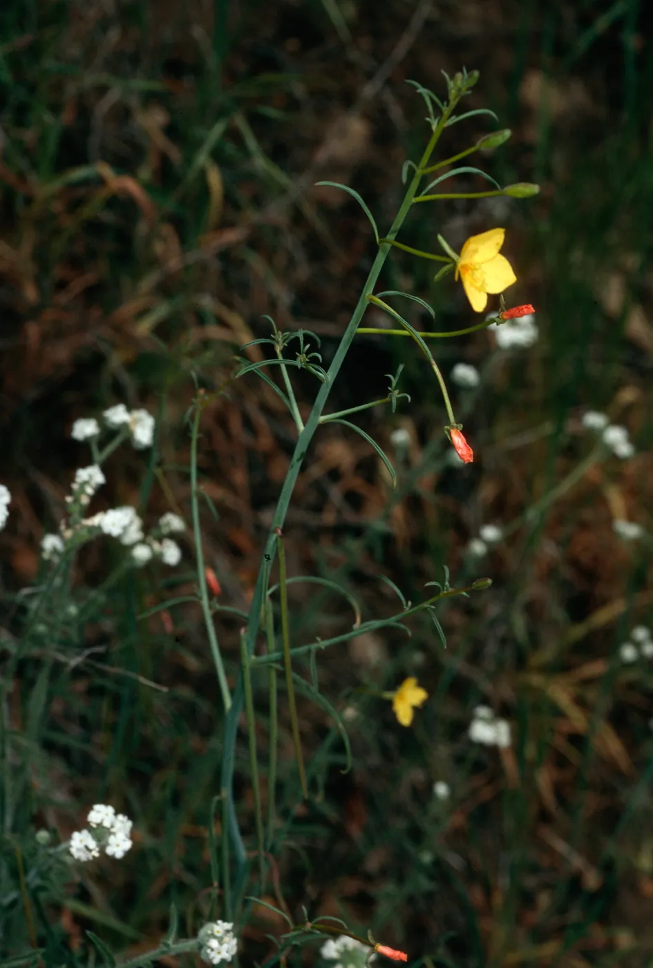 Camissonia californica, East Jesusita Trail, Santa Barbara County
